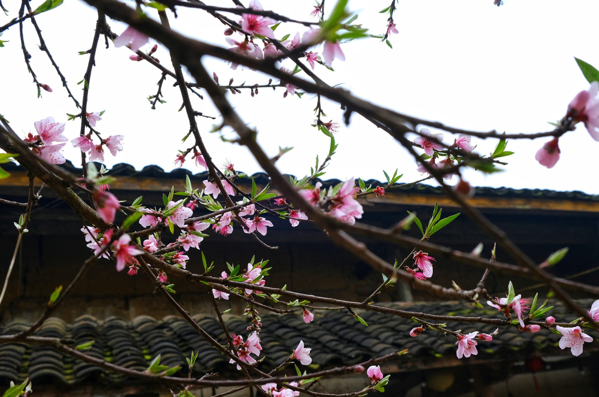 Muôn hoa khoe sắc ở Hà Giang