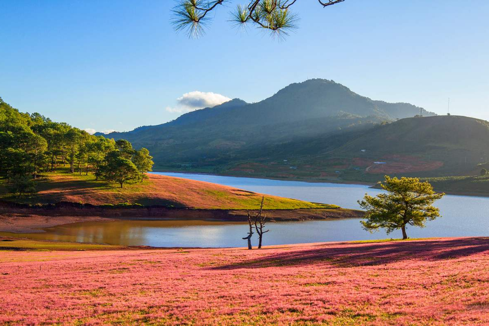 Hồ Suối Vàng (Ðà Lạt, Lâm Đồng) - thiên đường cỏ hồng